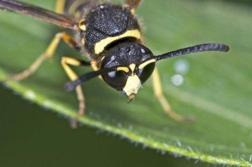 Eumenes sp.