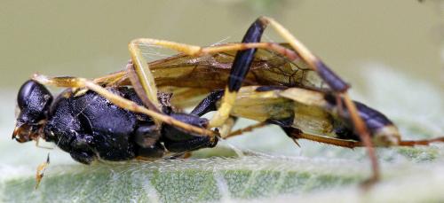 Amblyteles armatorius