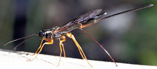 Xeris pallicoxae