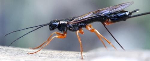 Xeris pallicoxae
