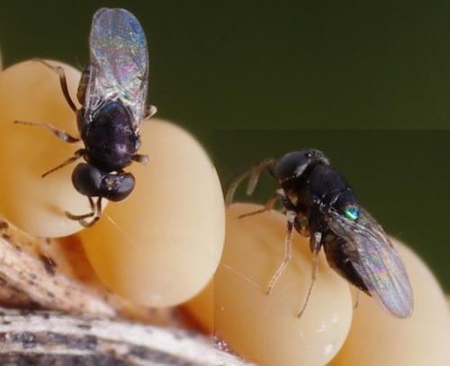 Réf. 186 562 : Ooencyrtus ascalaphi