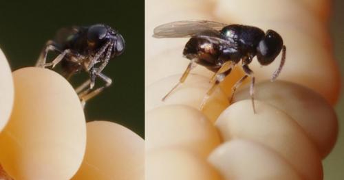 Réf. 186 563 : Ooencyrtus ascalaphi
