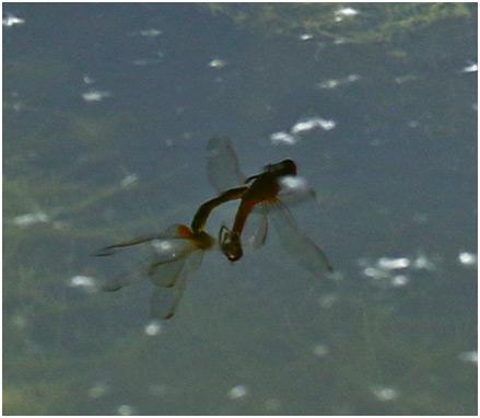 Réf. 186 640 : Crocothemis erythraea