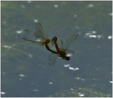 Crocothemis erythraea