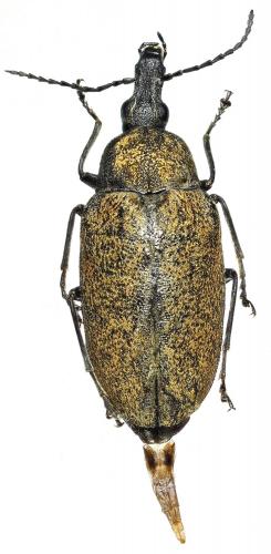 Réf. 186 795 : Mycterus curculioides