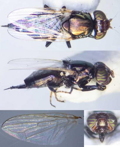 Réf. 186 140 : Physiphora alceae