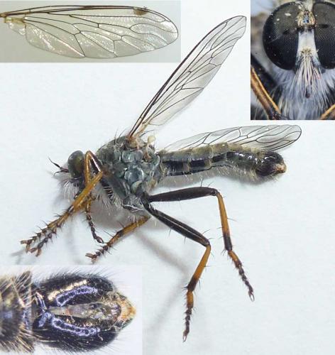 Réf. 186 458 : Neomochtherus geniculatus