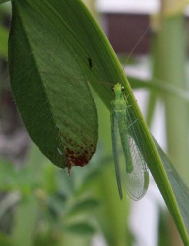Réf. 186 362 : Chrysopa sp.