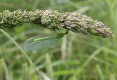 Chrysopa sp.