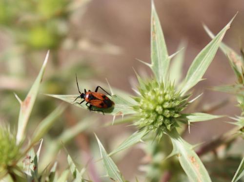 Brachycoleus triangularis
