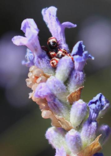Carpocoris sp.