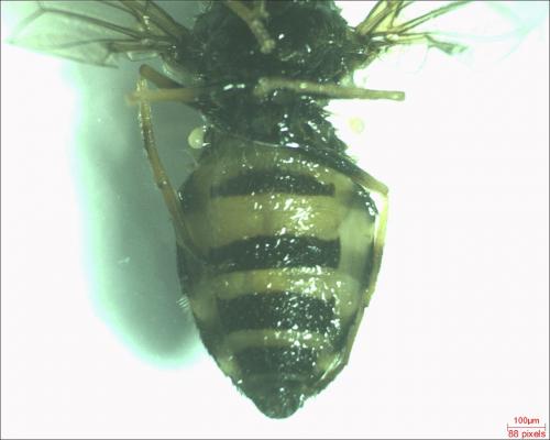 Dasysyrphus venustus