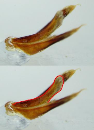 Dermestes haemorrhoidalis