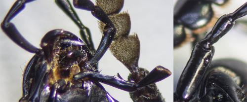 Carabus monilis