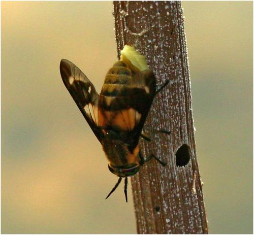 Réf. 186 608 : Chrysops caecutiens