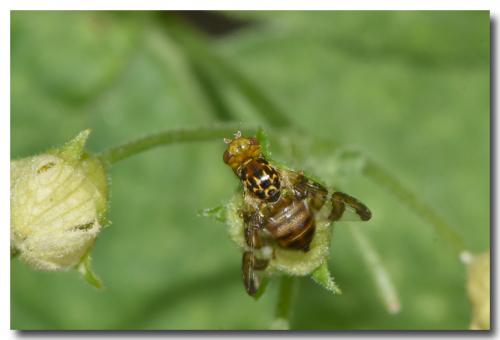 Réf. 186 101 : Goniglossum wiedemanni