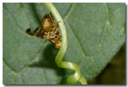 Goniglossum wiedemanni