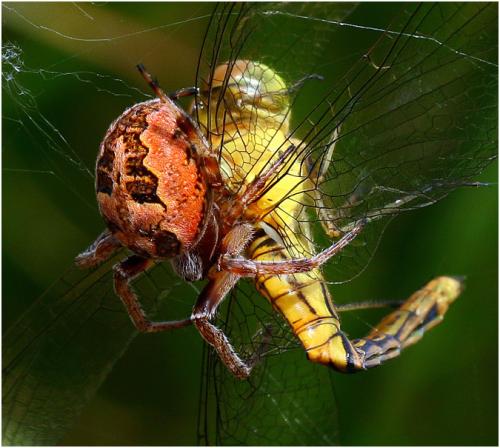 Larinioides cornutus