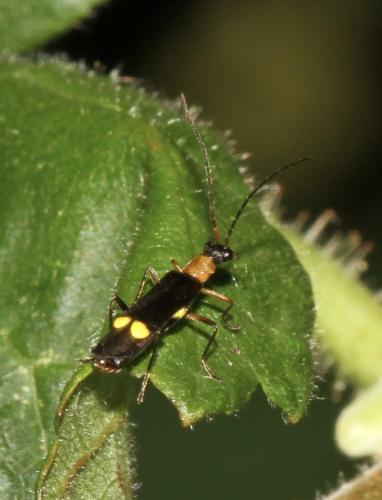 Réf. 186 420 : Malthinus rubricollis