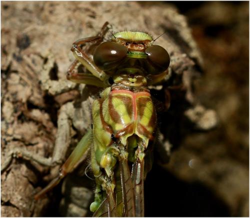Stylurus flavipes