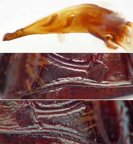 Réf. 186 207 : Harpalus sulphuripes