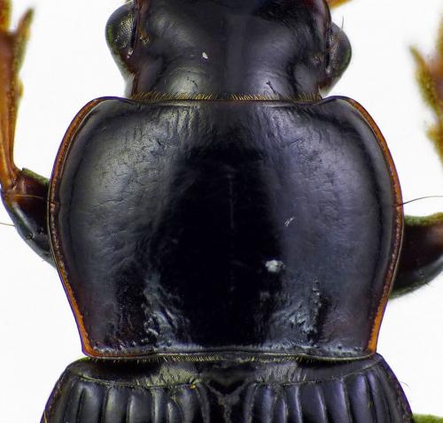 Réf. 186 208 : Harpalus sulphuripes