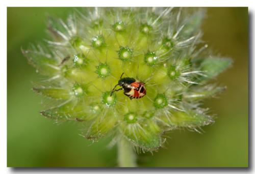 Carpocoris sp.