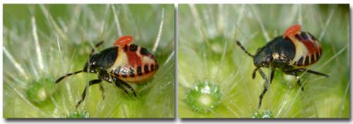 Carpocoris sp.