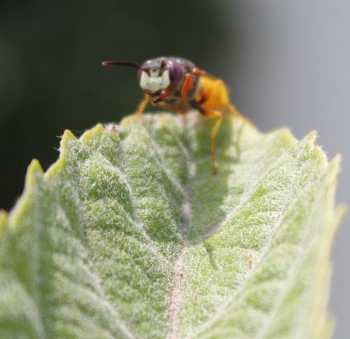 Philanthus sp.