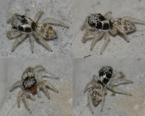 Salticus sp.