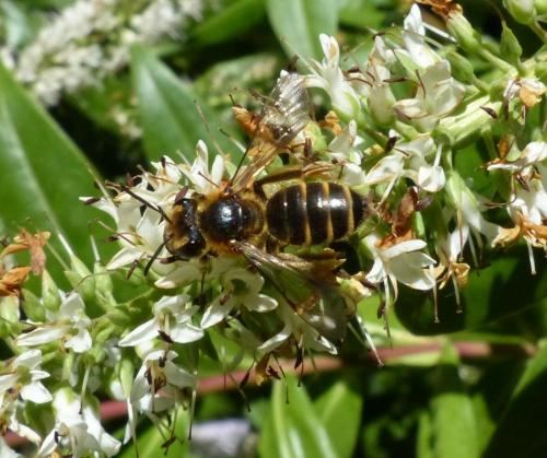 Andrena sp.