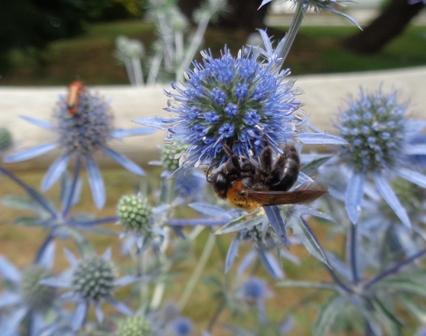 Andrena thoracica