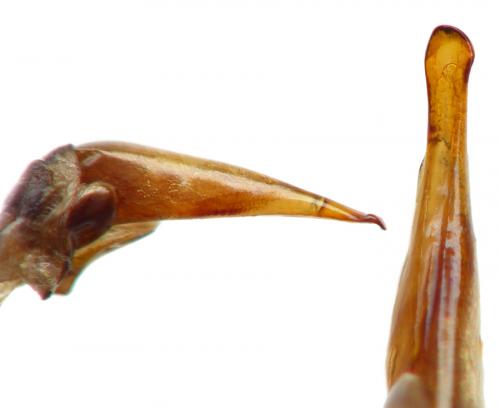 Harpalus sulphuripes