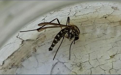 Réf. 186 705 : Aedes geniculatus