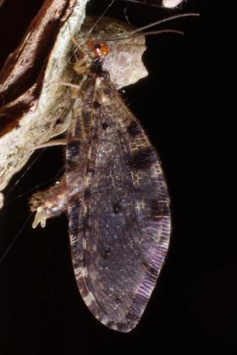 Osmylus fulvicephalus