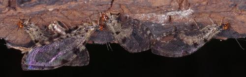Osmylus fulvicephalus