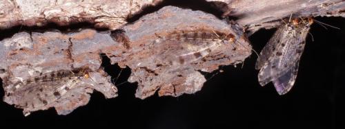 Osmylus fulvicephalus
