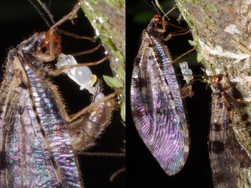 Osmylus fulvicephalus