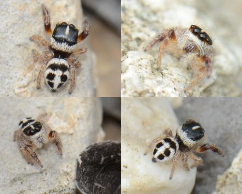 Pellenes sp.