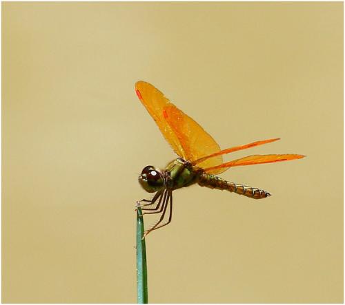 Perithemis mooma
