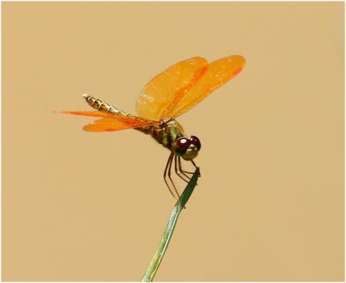 Perithemis mooma