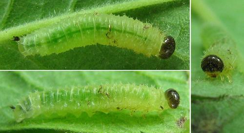 Réf. 186 457 : Blennocampa phyllocolpa