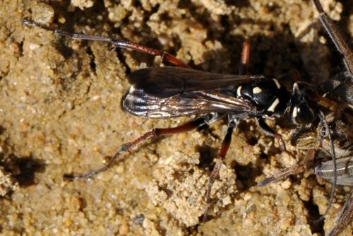 Cryptocheilus variabilis