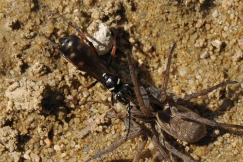 Cryptocheilus variabilis