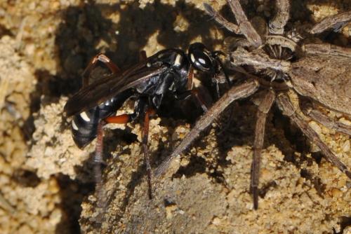 Cryptocheilus variabilis