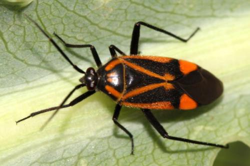Brachycoleus triangularis