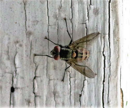 Stomina sp.