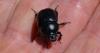 Anoplotrupes stercorosus