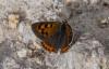 186450 – Photo : Miranda Adramin – France (42)