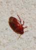 Macroscytus brunneus